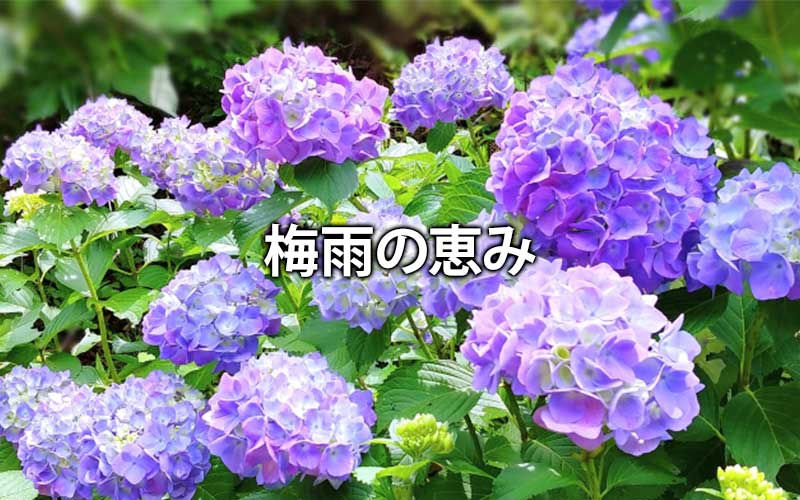 梅雨の恵み