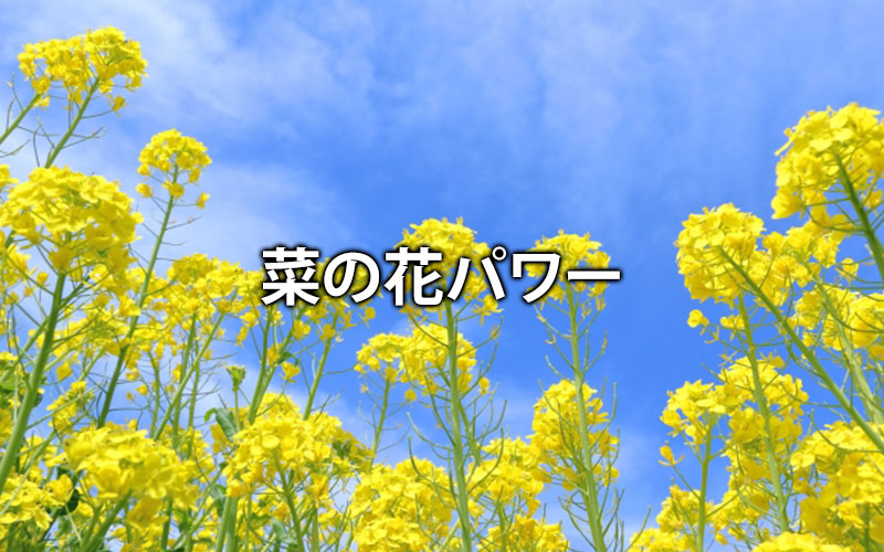 菜の花パワー