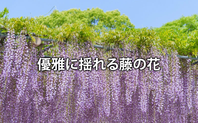 優雅に揺れる藤の花