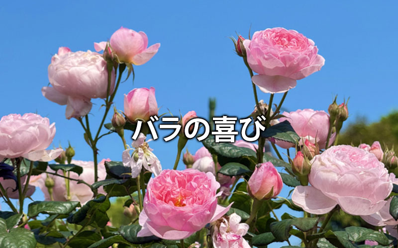 バラの喜び