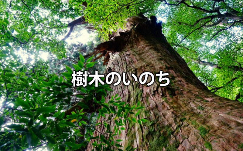 樹木のいのち