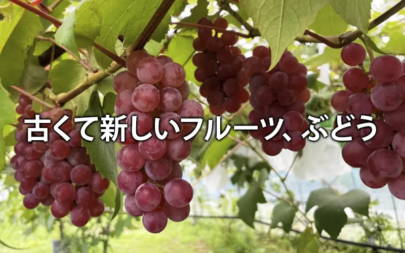 古くて新しいフルーツ、ぶどう