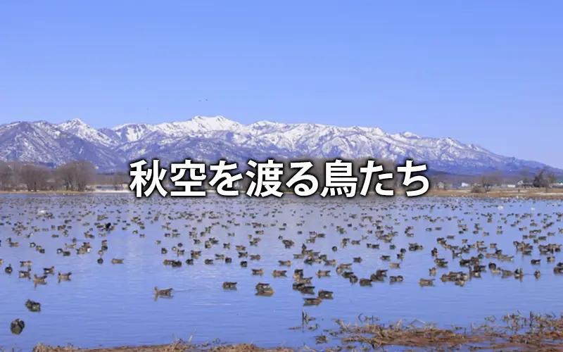 秋空を渡る鳥たち